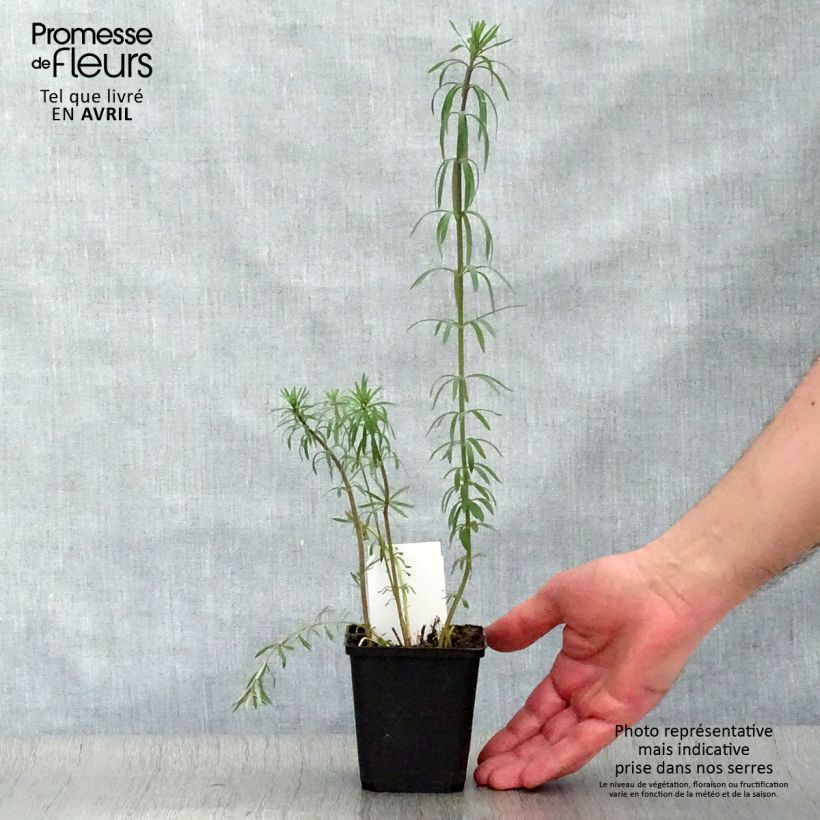 Example of Purpur-Leinkraut - Linaria purpurea Kleine Töpfe von 8/9 cm as you get in printemps