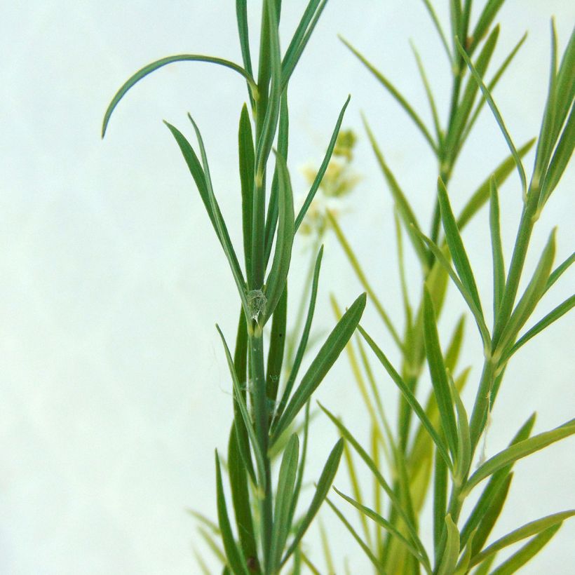 Purpur-Leinkraut Alba - Linaria purpurea (Foliage)