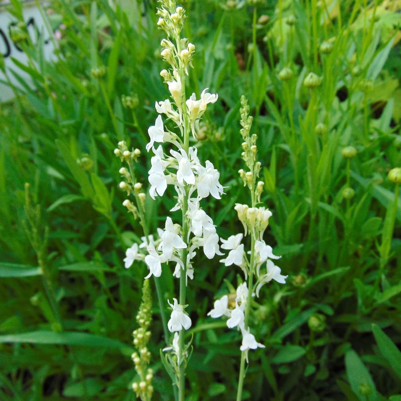 Purpur-Leinkraut Alba - Linaria purpurea (Flowering)
