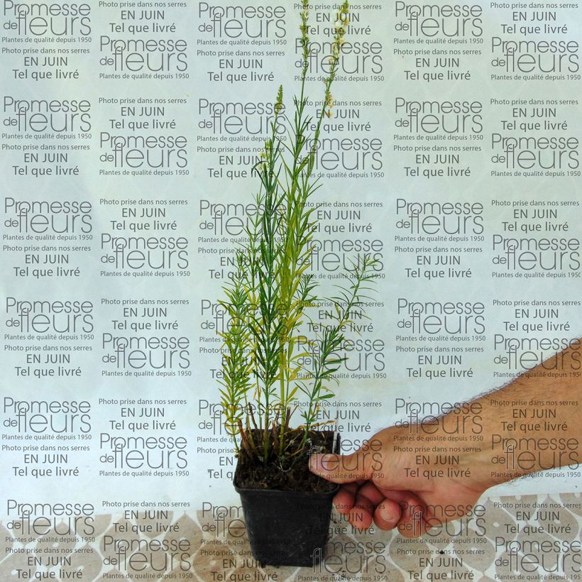 Example of Purpur-Leinkraut Alba - Linaria purpurea Kleine Töpfe von 8/9 cm as you get