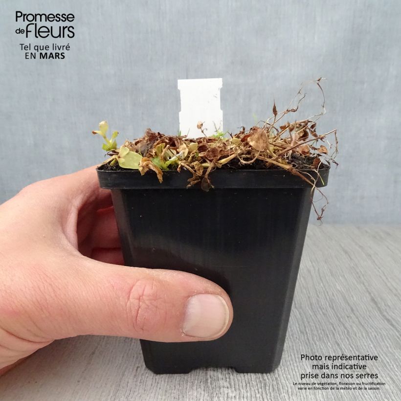 Exemplar von Lindernia grandiflora - Großblütiges Büchsenkraut Kleine Töpfe von 8/9 cm wie im Frühjahr geliefert