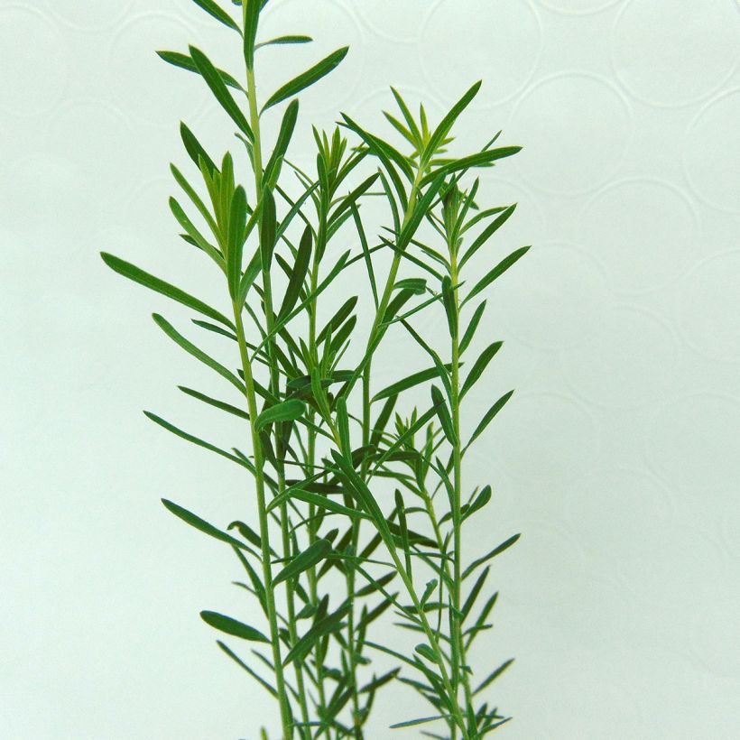 Stauden-Lein - Linum perenne (Foliage)