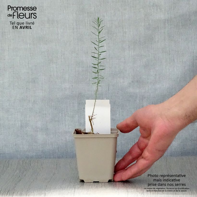 Example of Stauden-Lein - Linum perenne Kleine Töpfe von 7/8 cm as you get in printemps