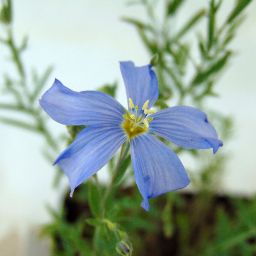 Stauden-Lein - Linum perenne (Flowering)