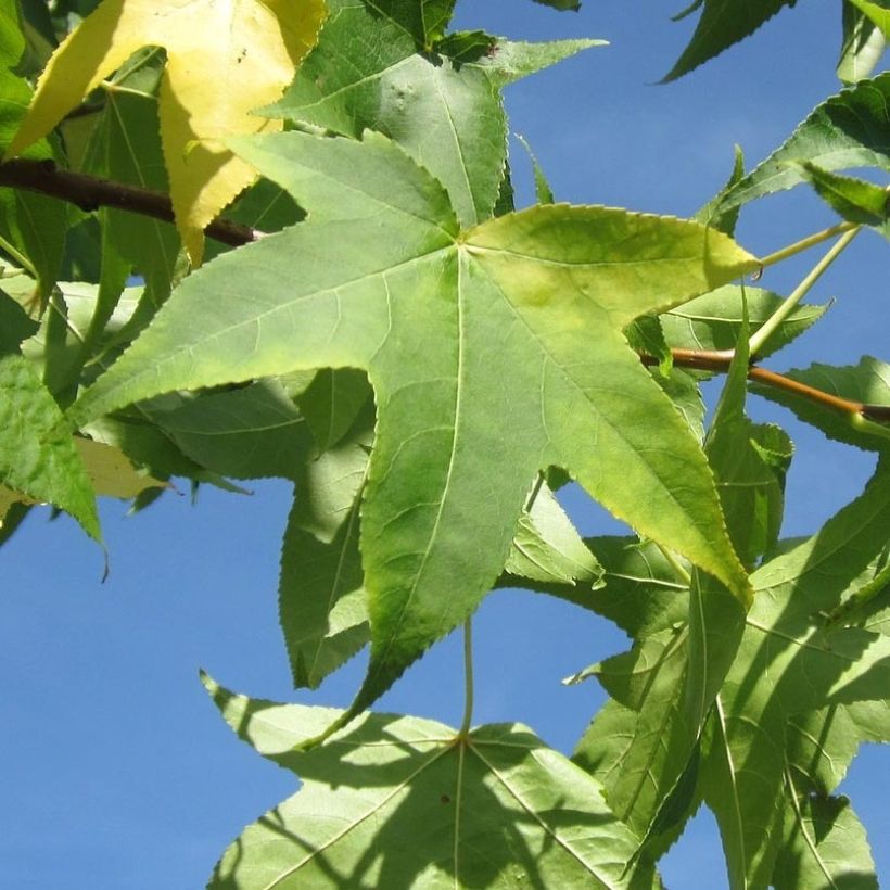 Liquidambar styraciflua Slender Silhouette - Amberbaum (Foliage)