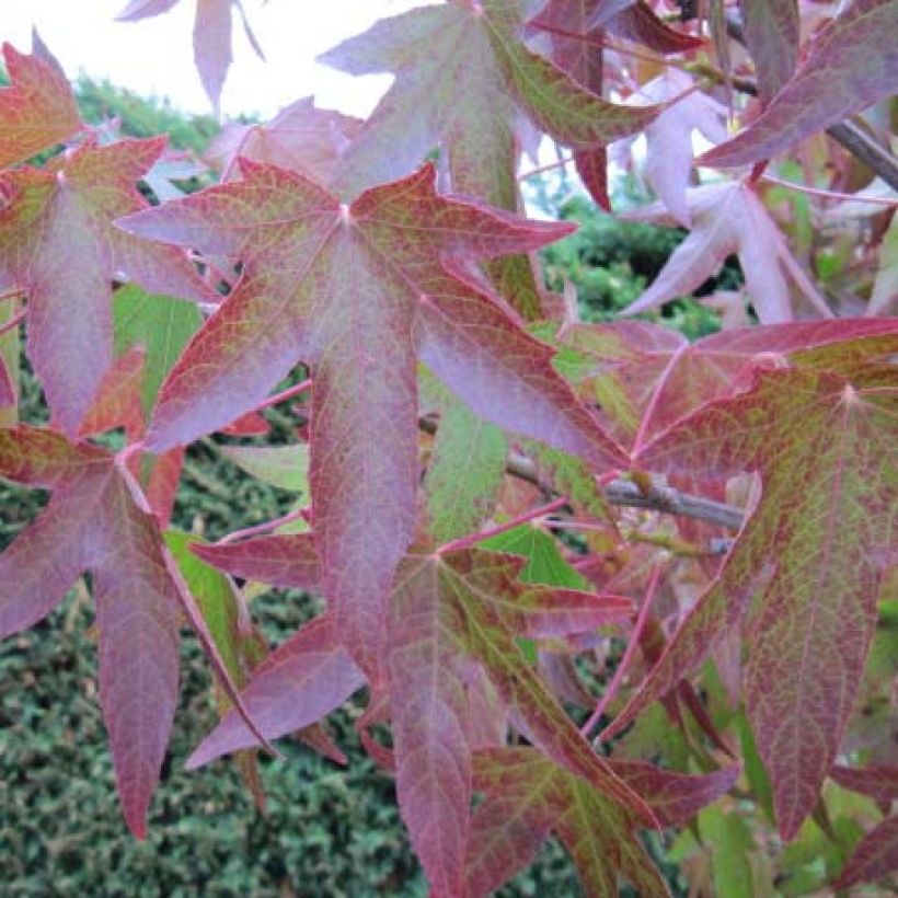 Liquidambar styraciflua - Amberbaum (Foliage)