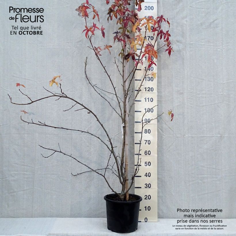 Exemplar von Liquidambar styraciflua Aurea - Amberbaum Topf mit 12L/15L, Stämmchen wie im Herbst geliefert
