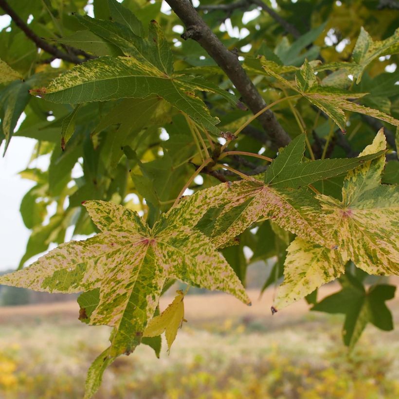 Liquidambar styraciflua Aurea - Amberbaum (Foliage)
