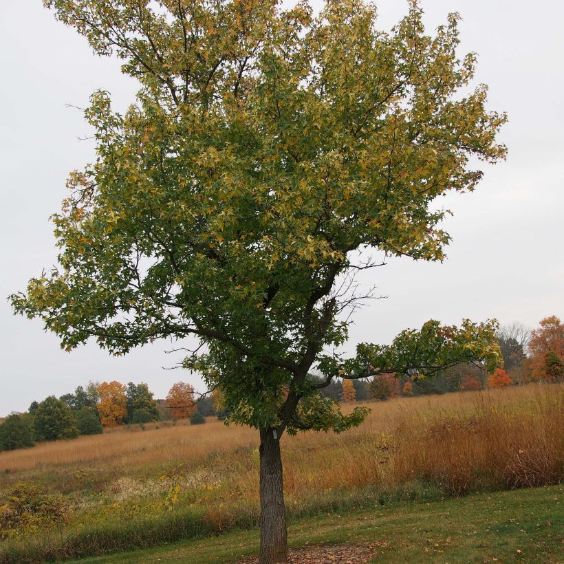 Liquidambar styraciflua Aurea - Amberbaum (Plant habit)