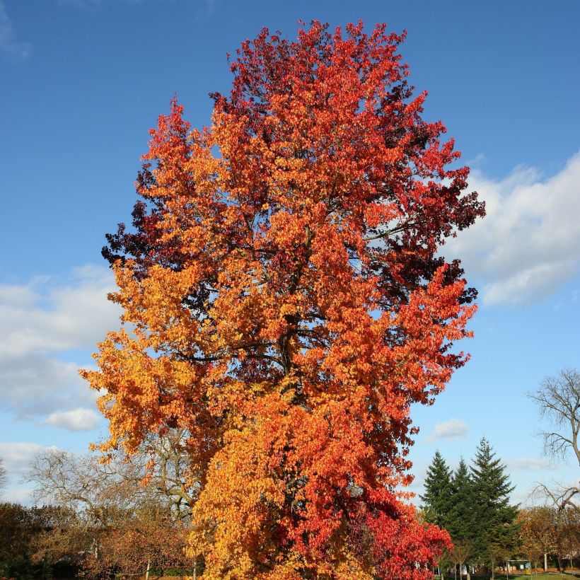 Liquidambar styraciflua Golden Sun - Amberbaum (Plant habit)