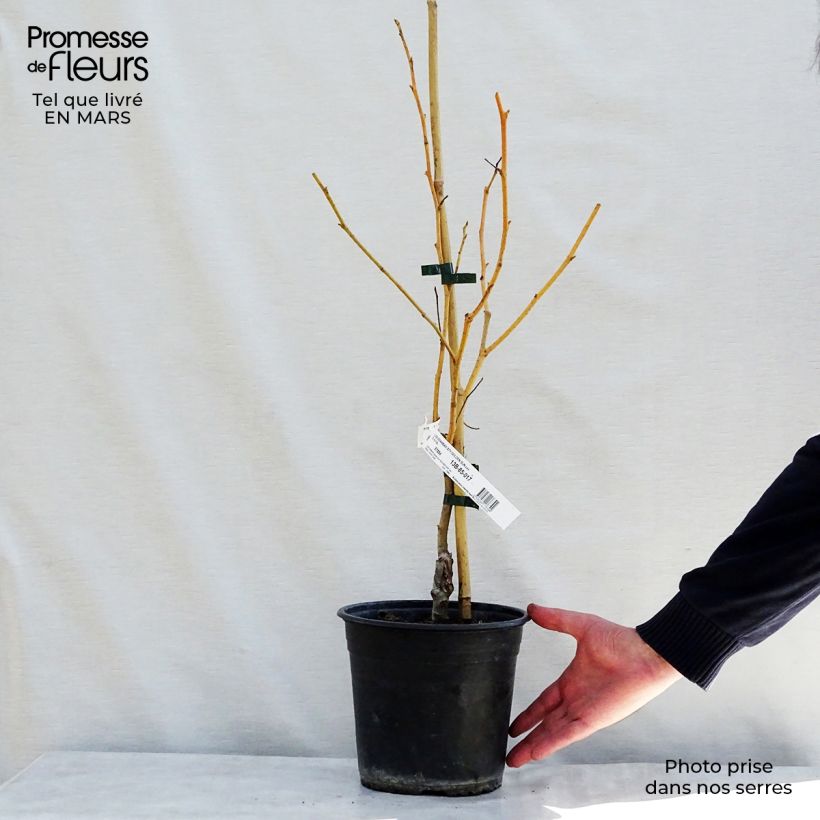 Example of Liquidambar styraciflua Golden Sun - Amberbaum Topf mit 4L/5L as you get in printemps