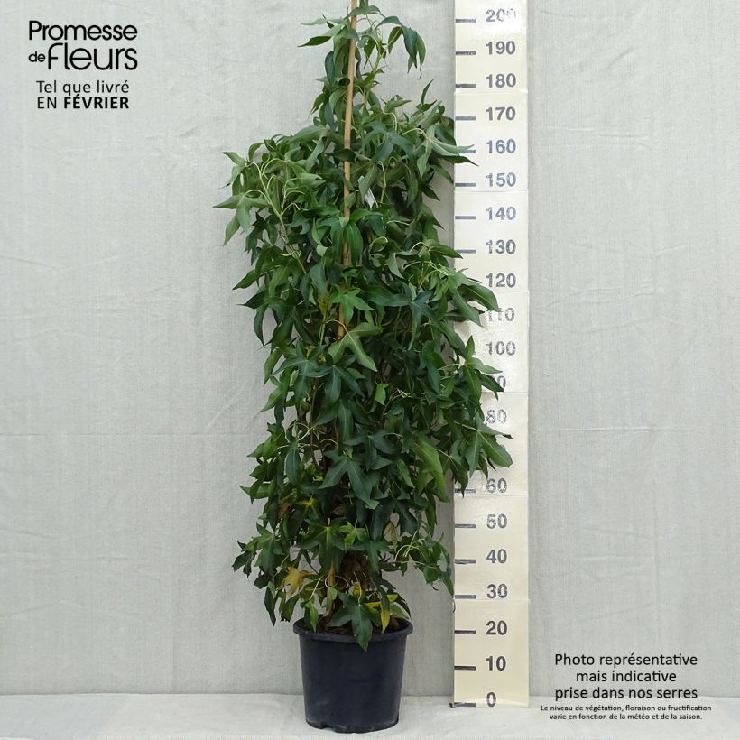 Exemplar von Liquidambar styraciflua Slender Silhouette - Amberbaum Topf mit 7,5L/10L wie im Herbst geliefert