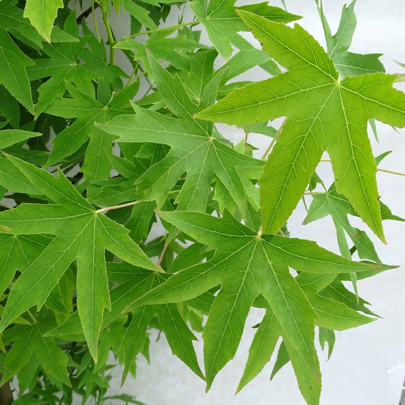 Liquidambar styraciflua Worplesdon - Amberbaum (Foliage)