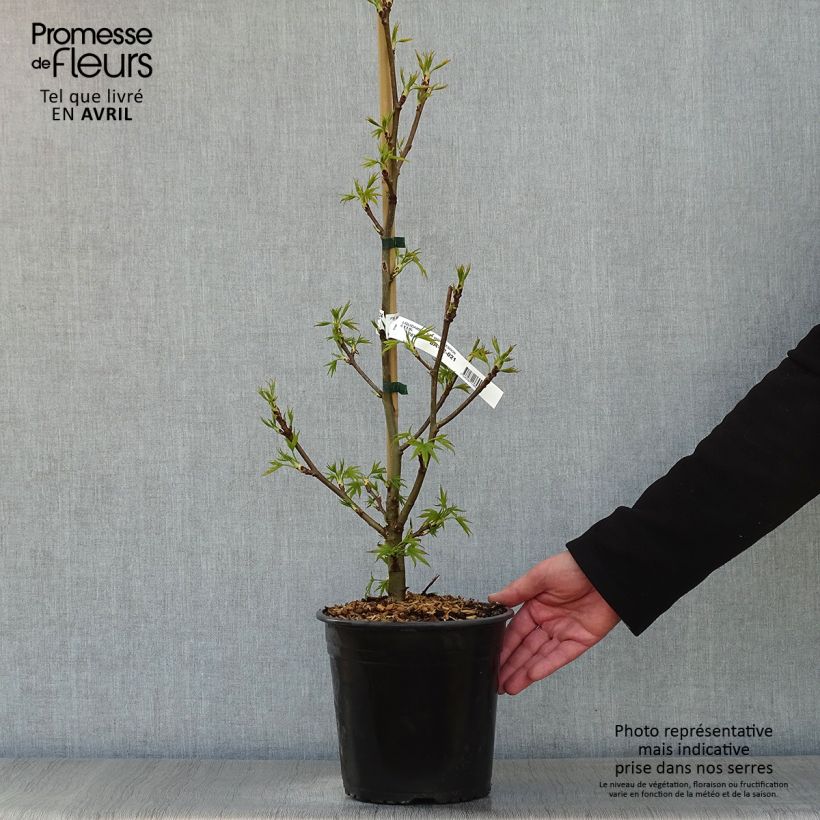 Example of Liquidambar styraciflua Worplesdon - Amberbaum Topf mit 4L/5L as you get in printemps