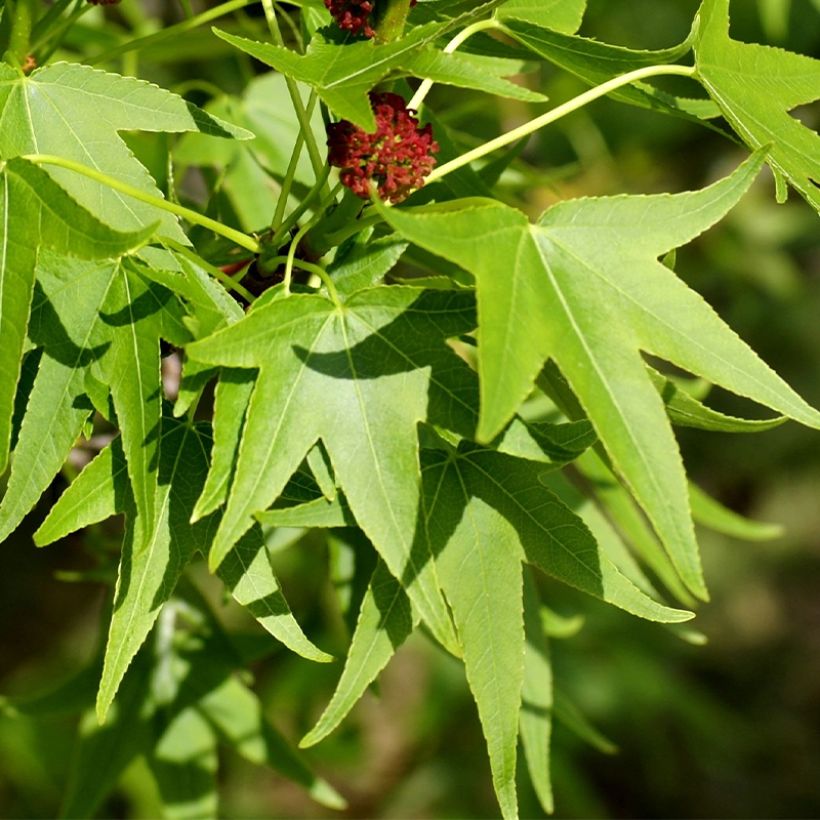Liquidambar styracyflua Stella - Amberbaum (Laub)