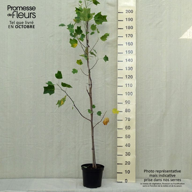 Exemplar von Liriodendron tulipifera Aureomarginatum - Tulpenbaum Topf mit 7,5L/10L wie im Herbst geliefert