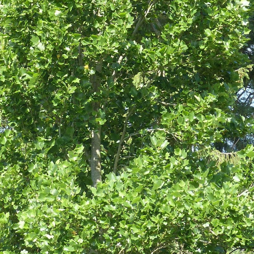 Liriodendron tulipifera Fastigiata - Tulpenbaum (Foliage)