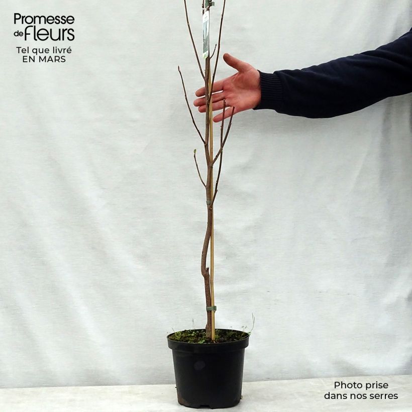 Example of Liriodendron tulipifera Fastigiata - Tulpenbaum Topf mit 4L/5L, Stamm as you get in printemps