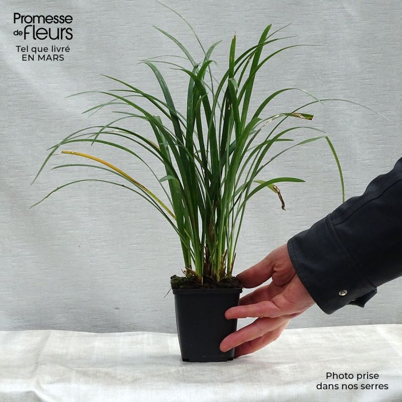 Example of Liriope muscari Super Blue - Lilientraube Kleine Töpfe von 8/9 cm as you get in printemps