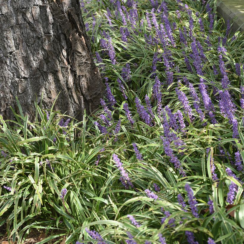 Liriope muscari Big Blue - Lilientraube (Wuchs)