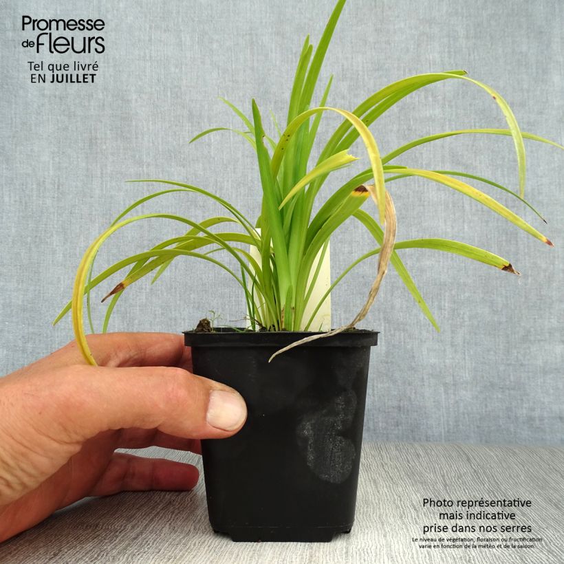 Exemplar von Liriope muscari Evergreen Giant Kleine Töpfe von 8/9 cm wie im Sommer geliefert