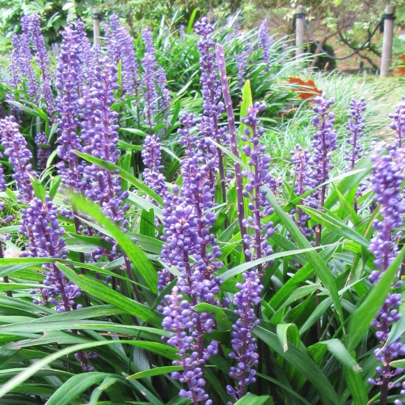 Liriope muscari Majestic - Lilientraube (Flowering)