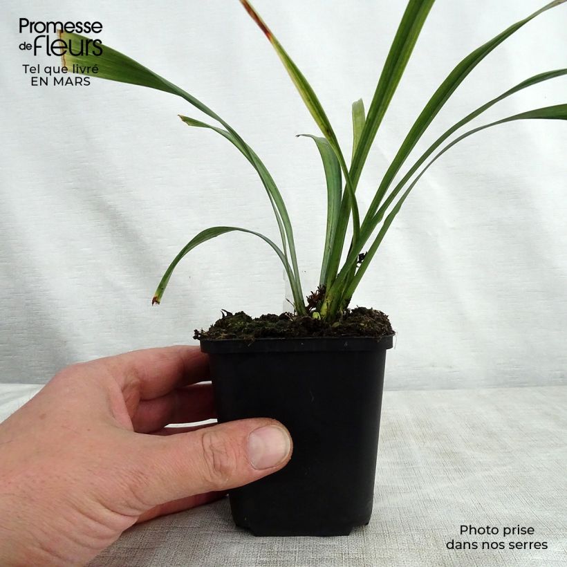 Example of Liriope muscari Royal Purple - Lilientraube Kleine Töpfe von 8/9 cm as you get in printemps