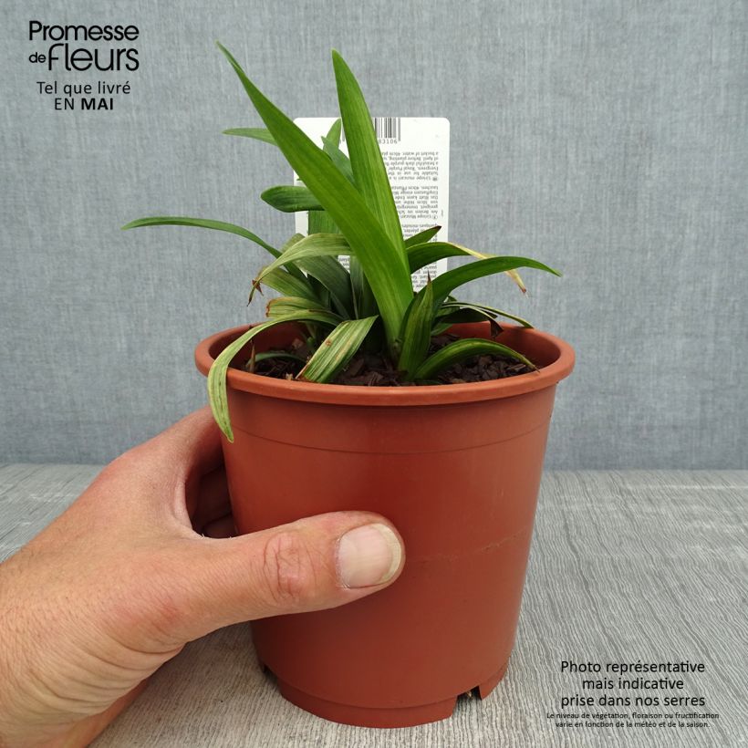 Example of Liriope muscari Royal Purple - Lilientraube Topf mit 1L/1,5L as you get in printemps