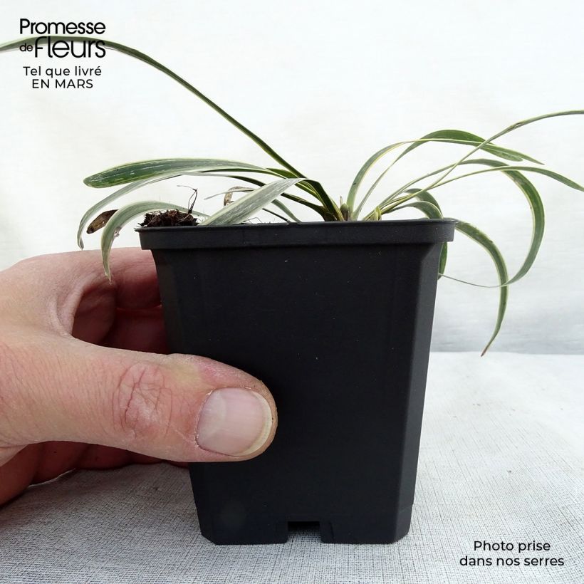 Exemplar von Liriope muscari Variegata - Lilientraube Kleine Töpfe von 8/9 cm wie im Frühjahr geliefert