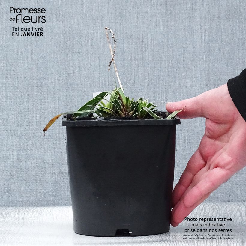 Exemplar von Liriope muscari Variegata - Lilientraube Topf mit 2L/3L wie im Winter geliefert