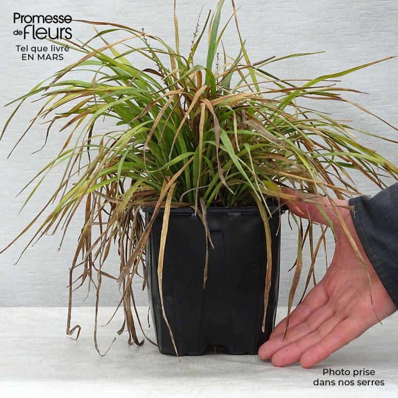 Example of Liriope muscari - Lilientraube Topf mit 2L/3L as you get in printemps