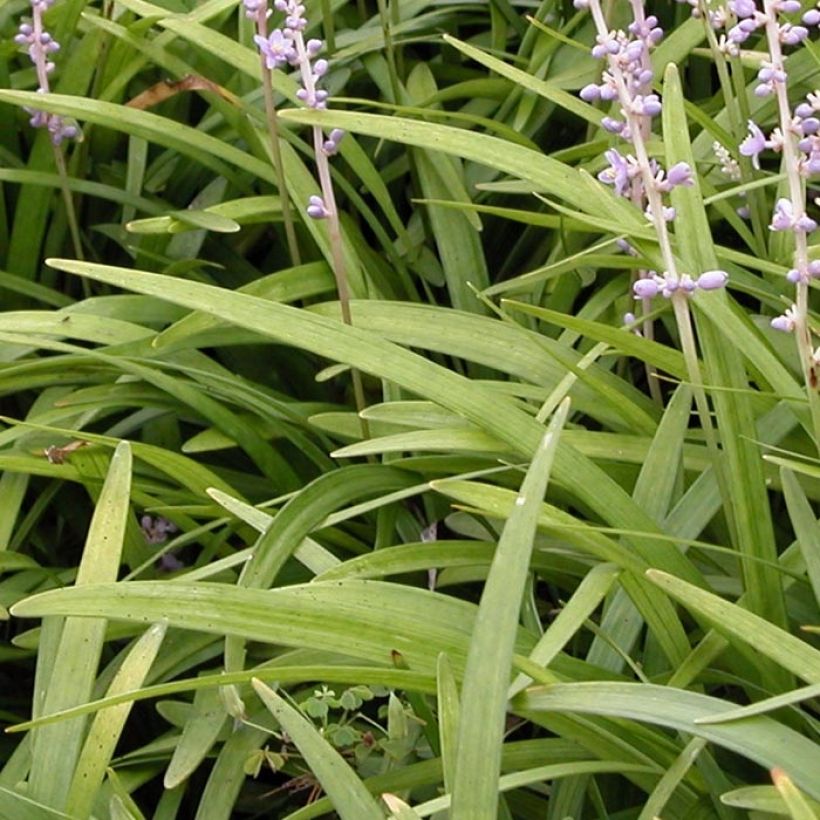 Liriope spicata - Lilientraube (Foliage)