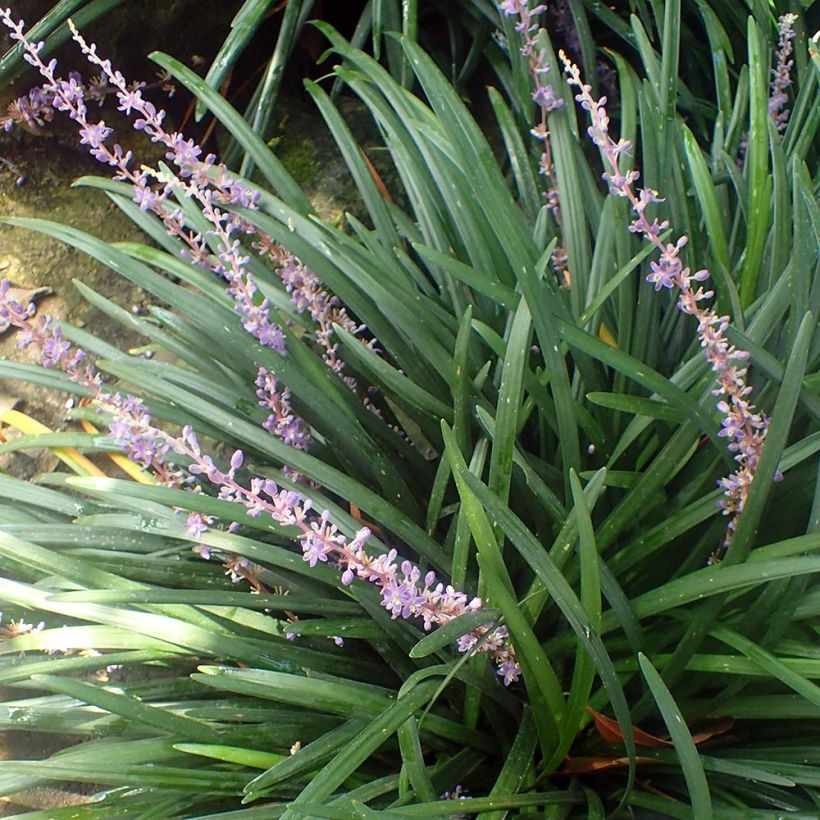 Liriope spicata - Lilientraube (Plant habit)