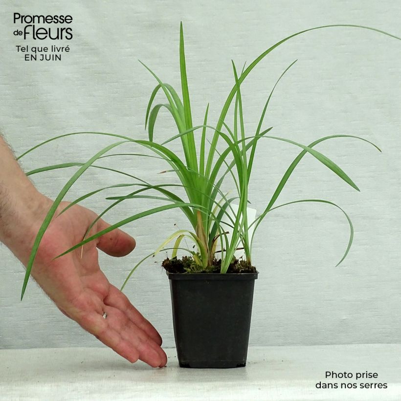 Exemplar von Liriope spicata - Lilientraube Kleine Töpfe von 8/9 cm wie im Sommer geliefert