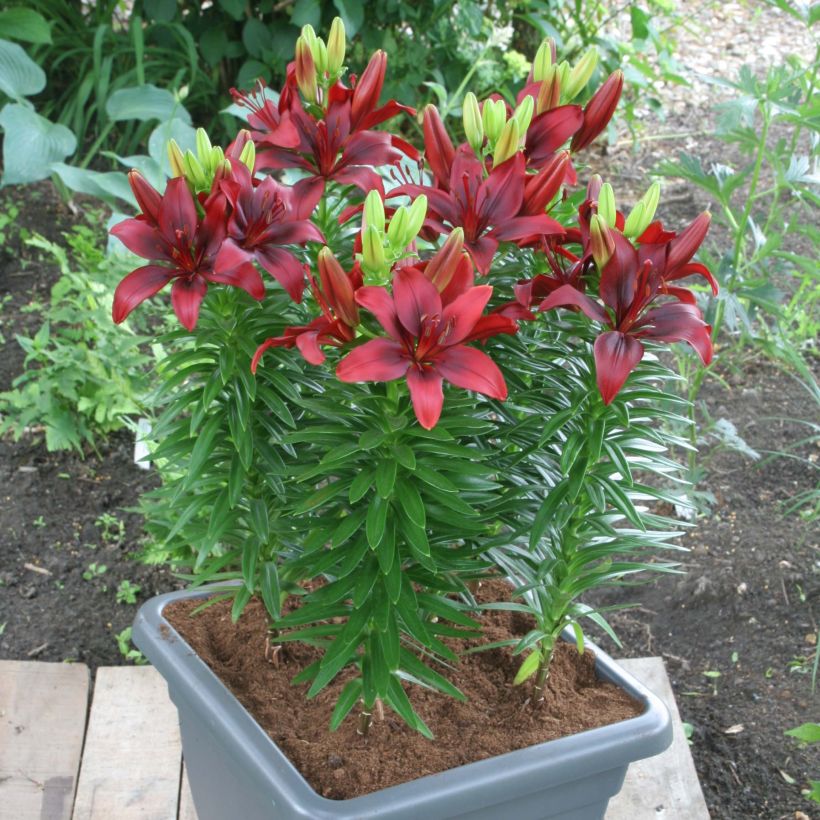 Orientalische Lilie New red asiatic seedling - Lilium (Wuchs)