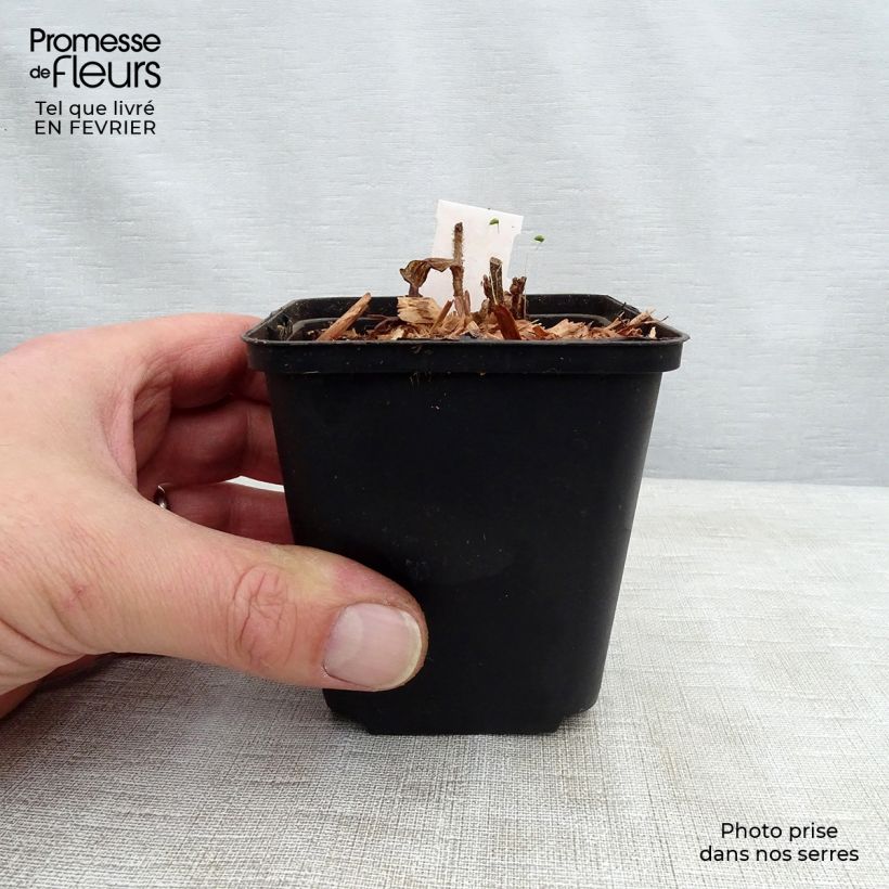 Exemplar von Tricyrtis hirta Raspberry Mousse - Krötenlilie Kleine Töpfe von 8/9 cm wie im Winter geliefert