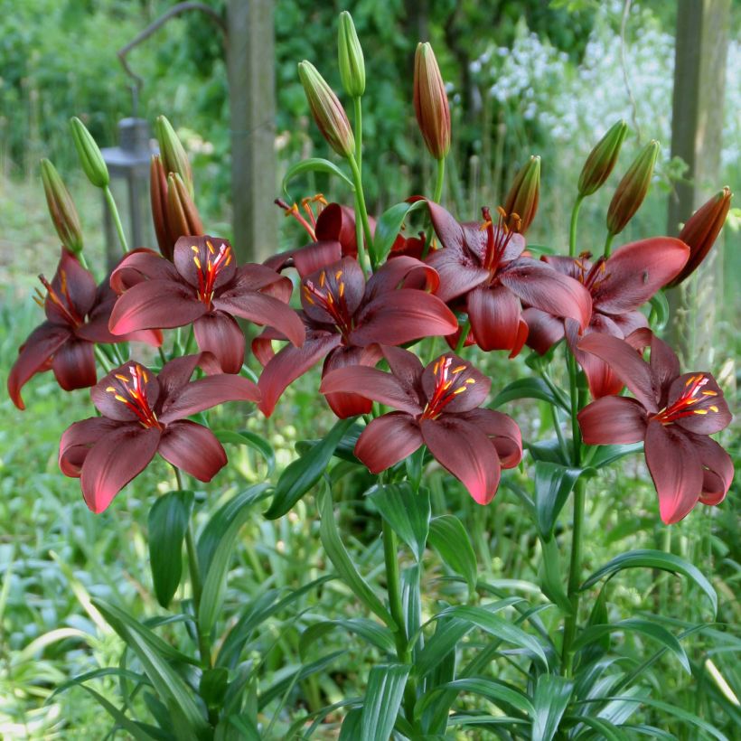 Asiatische Lilie Royal Kiss - Lilium (Wuchs)