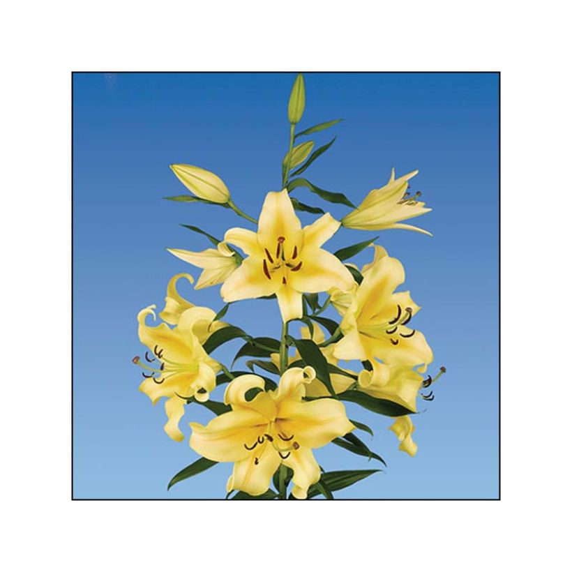 Orientalische Lilie Honeymoon - Lilium (Flowering)