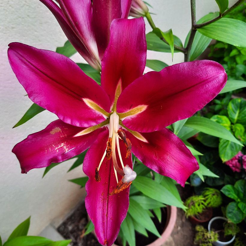 Orientalische Lilie Carbonero - Lilium (Blüte)