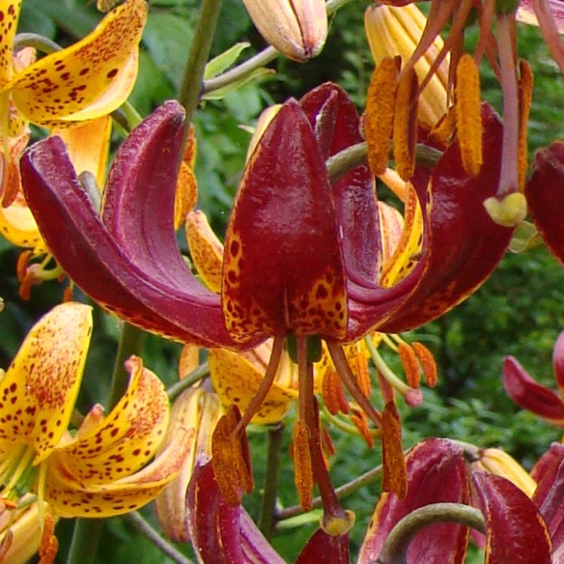 Türkenbund-Lilie P320 JW10 - Lilium martagon (Blüte)