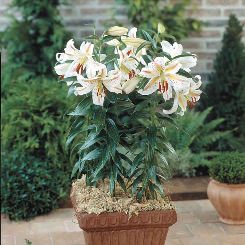 Orientalische Lilie Garden Party - Lilium (Wuchs)