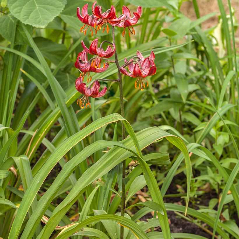 Türkenbund-Lilie Claude Shride - Lilium martagon (Wuchs)