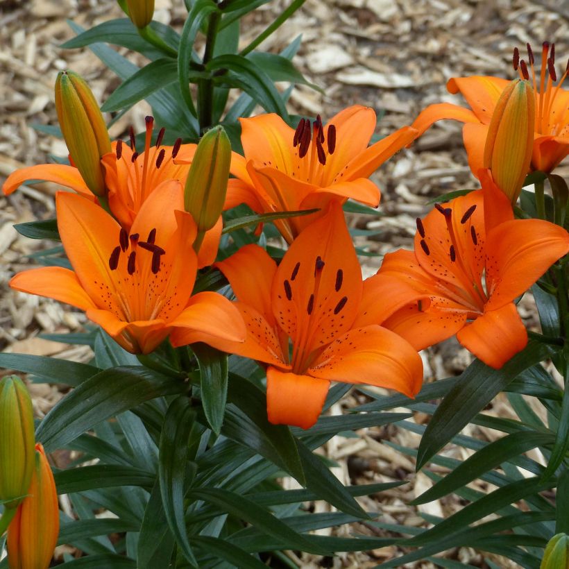 Orientalische Lilie Orange Pixie - Lilium (Flowering)