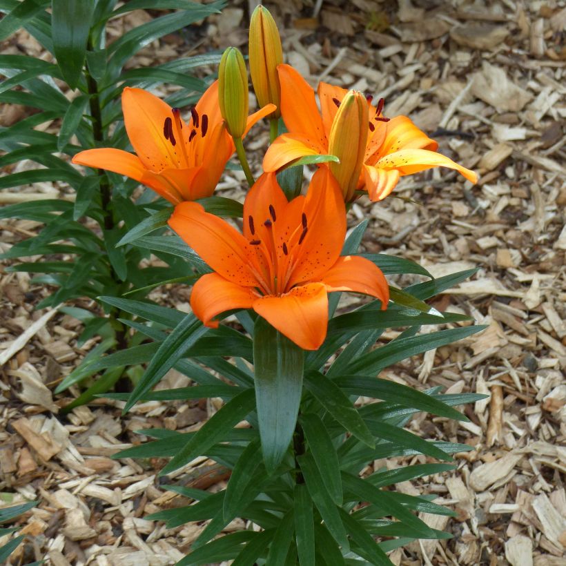 Orientalische Lilie Orange Pixie - Lilium (Plant habit)