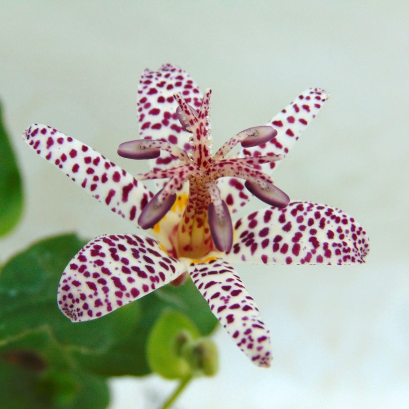 Tricyrtis formosana - Krötenlilie (Flowering)