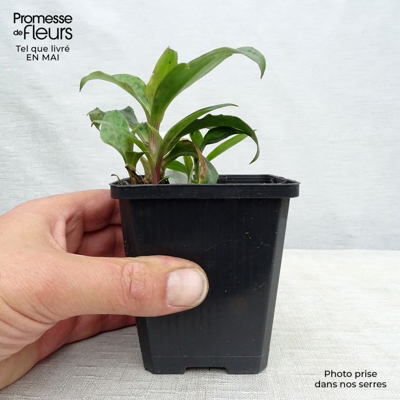 Example of Tricyrtis formosana - Krötenlilie Kleine Töpfe von 8/9 cm as you get in printemps