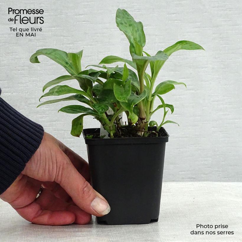 Exemplar von Tricyrtis hirta Taiwan Abdane - Krötenlilie Kleine Töpfe von 8/9 cm wie im Frühjahr geliefert