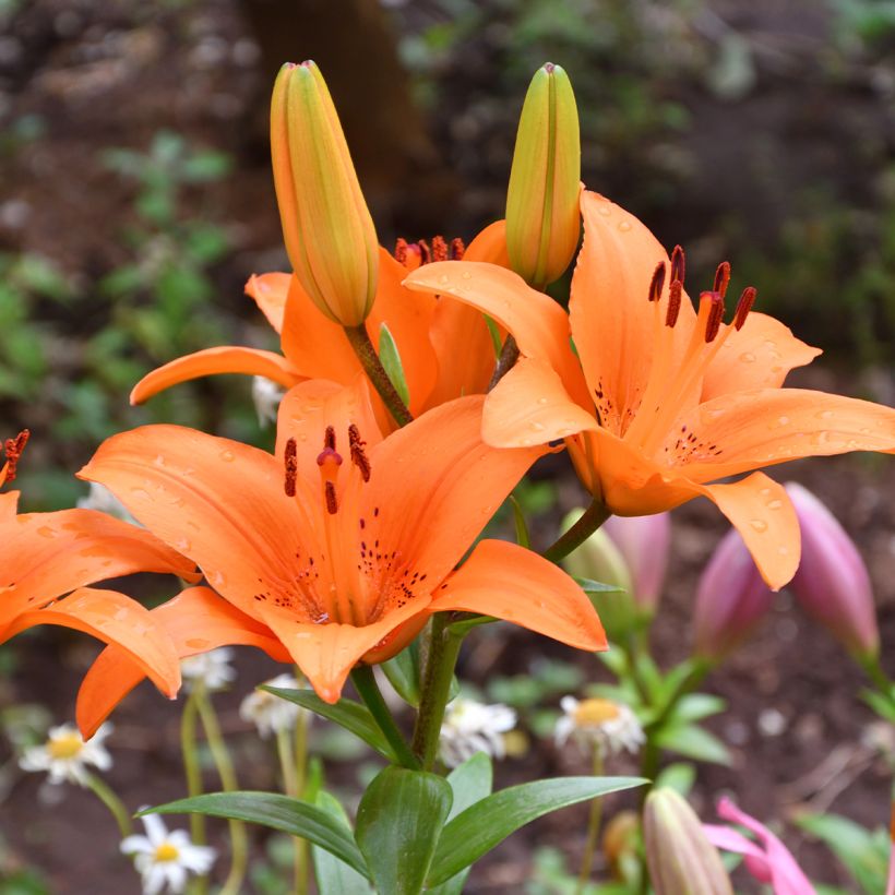 Asiatische Lilie Tresor - Lilium (Blüte)