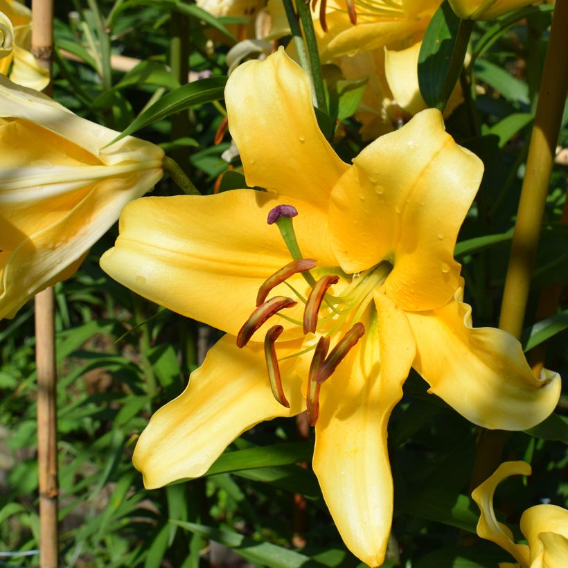 Orientalische Lilie Corcovado - Lilium (Blüte)