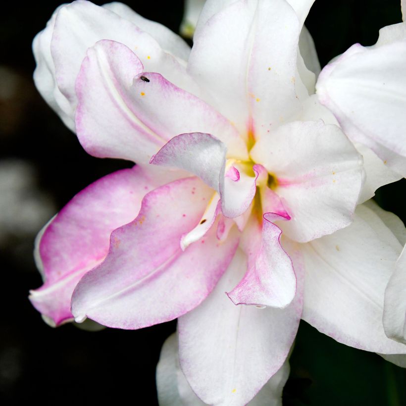 Orientalische Lilie Roselily Anouska - Lilium (Blüte)